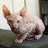 Hairless Cat Breeds - Cute Hairless Cats