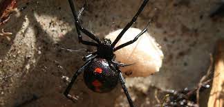 After all that, he is most likely to crawl away, alive and unscathed. Black Widow Spider Ladybug Services