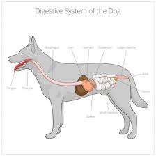 It is just undetectable for the time being. Dog Diarrhea What You Need To Know Animalbiome