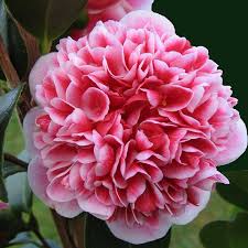 Camellia Volunteer Shade Lovers Gardenworld Nursery