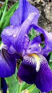Iris Flower Phlox Flowers Iris Flowers Flowers For Sale