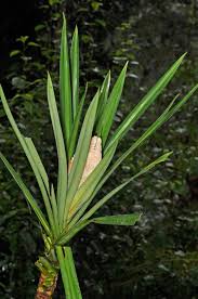 Image result for Pandanaceae