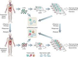 Normal structure and function of the lungs. The Therapy Escapes Of Small Cell Lung Cancer Nature Cancer