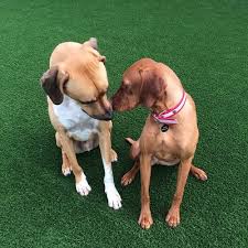 Biscuits encourages a safe fun environment for your dog to play in. Why Dog Day Care Orientation Is Important Holiday Barn
