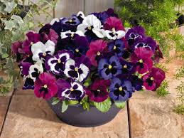 To ensure that your pansies will persist throughout the winter, you need to provide good care and plant them at the right time. How To Plant And Care For Winter Blooming Pansies Dengarden