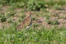 Maybe you would like to learn more about one of these? Curtea De Apel BraÈov A Oprit VanÄtoarea De Ciocarlii