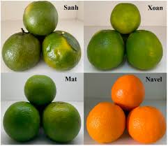 Image result for Citrus reticulata