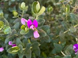 Image result for Xysmalobium sessile