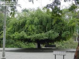 Image result for Cordia pilosissima