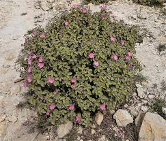 Image result for Agelanthus terminaliae