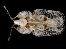 Tigrul platanului (corythucha ciliata) este unul dintre cei mai noi daunatori de pe meleagurile romanesti. Un Nou Daunator Ce A Invadat Gradinile Din Romania Tigrul Platanului SÄƒnÄƒtatea Plantelor