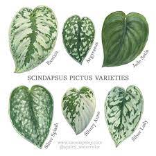 Maybe you would like to learn more about one of these? Full Lush 4in Or 6in Scindapsus Pictus Argyraeus Philodendron Silver Satin Pothos Trailing Plant Easy Houseplant In 2021 Silver Pothos Pothos Varieties Plants
