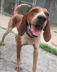 Black And Tan Foxhound Mix Adopt Fig On Petfinder English Coonhound Red Tick Coonhound Coonhound