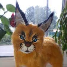 But can caracals be good pets? 18 Handmade Caracal Kittens On Tedsby