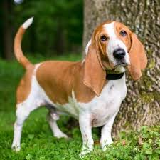I've seen very few bassets that *i* would consider lemon, but i've had plenty of pups born white that darkened to a very respectable red. Basset Hound Puppies For Sale Adoptapet Com