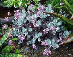 Little Treasures Of Life Dinteranthus Lithops Shade Plants Plants Xeriscape