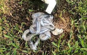 You might want to lessen the dirt from the evaporator coil before spraying the vinegar into it. Ac Drain Line Clogged Don T Use Bleach Or Vinegar Until You Read This
