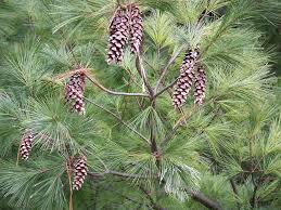 Image result for Pinus strobus