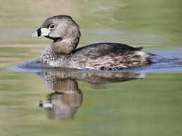 Black Bird With Orange Belly In Georgia Pied Billed Grebe Unlike Most Birds The Pie Billed Grebe Have Solid Bones Instead Of Hollow Bones Loons Also Have Solid List Of Birds Birds Bird Life List