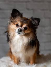 Gambar Anjing Chihuahua Lucu Chihuahua Anjing Lucu Foto Gratis Di Pixabay Nama Binatang Dari Huruf C Ras Anjin Anjing Chihuahua Gambar Anjing Ras Anjing