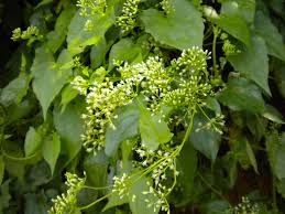 Image result for Aidia micrantha