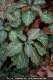 Image result for Pachycarpus spurius