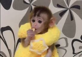 ʜɪʟʟs On Twitter In 2021 Cute Baby Monkey Monkeys Funny Cute Monkey