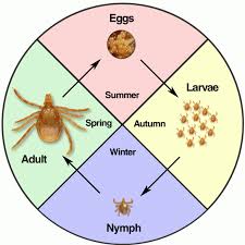 Image result for Tick Paralysis