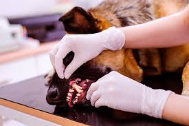 The place was clean, professional and open sunday's which is a huge help. Dog Teeth Cleaning Costs And How To Save Pawlicy Advisor