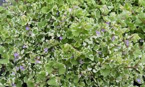 Image result for Glechoma  hederacea