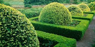 Also known as littleleaf box, japanese boxwood (buxus microphylla) is an evergreen shrub that has a slow growth rate like english boxwood. Boxwoods Make Gardens Better