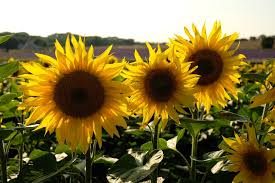 Read sunflowers and lavender now! Lavender Fields And Sunflowers In Hitchin Biggsy Travels