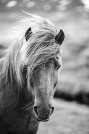 Check spelling or type a new query. Portrait Of Icelandic Horse In Black And White Photographic Print Aleksandar Mijatovic Art Com