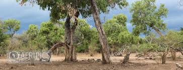 Image result for Philenoptera