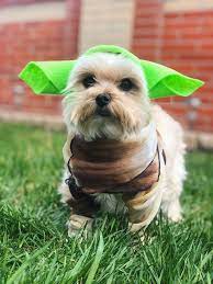 Diy Yoda Dog Costume Yoda Dog Costume Dog Halloween Costumes Diy Pet Halloween Costumes