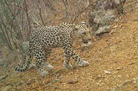 Arabian leopard by johannes pfleiderer. Rare Arabian Leopards Forced Out By Frankincense Harvesters New Scientist