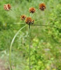 Image result for Cyperus glaucophyllus