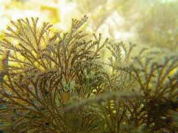 Image result for Behnia reticulata