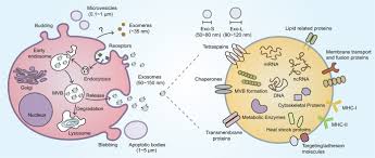 Calitatea acestui episod este cea mai buna (full hd). The Function And Clinical Application Of Extracellular Vesicles In Innate Immune Regulation Cellular Molecular Immunology