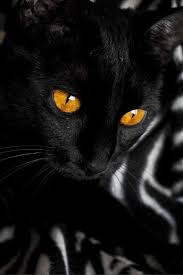 Black And White Cat With Gold Eyes Pin By Kelly Manick On Animaux Black Cat Cats White Cats