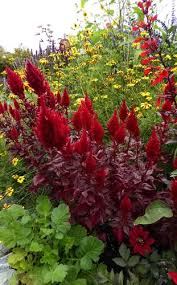 Image result for Celosia pandurata