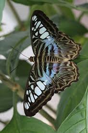Cf 2014 03 08 102028 7d Beautiful Butterflies Butterfly Pictures Beautiful Bugs