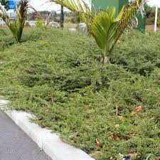 Image result for Cyperus kirkii