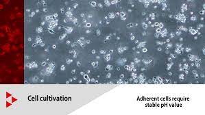 The mixture of cells in single suspension may be used as a primary culture or starter culture. The Ph Value Is A Key Factor In Cell And Tissue Cultures