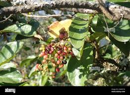 Image result for Antidesma venosum