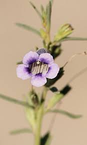 Image result for Aptosimum