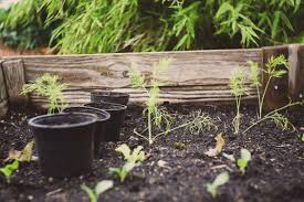 Can treated wood be used for raised garden beds. Can You Use Pressure Treated Wood On Raised Garden Beds Make From Wood