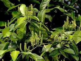 Image result for Gnetum