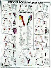 Healthquest St John Neuromuscular Anatomy And Massage Charts