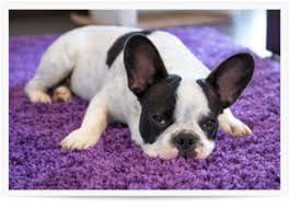 I've tried vacuuming but it wasn't very effective. Best Way To Remove Pet Hair From Carpet Southside Chem Dry